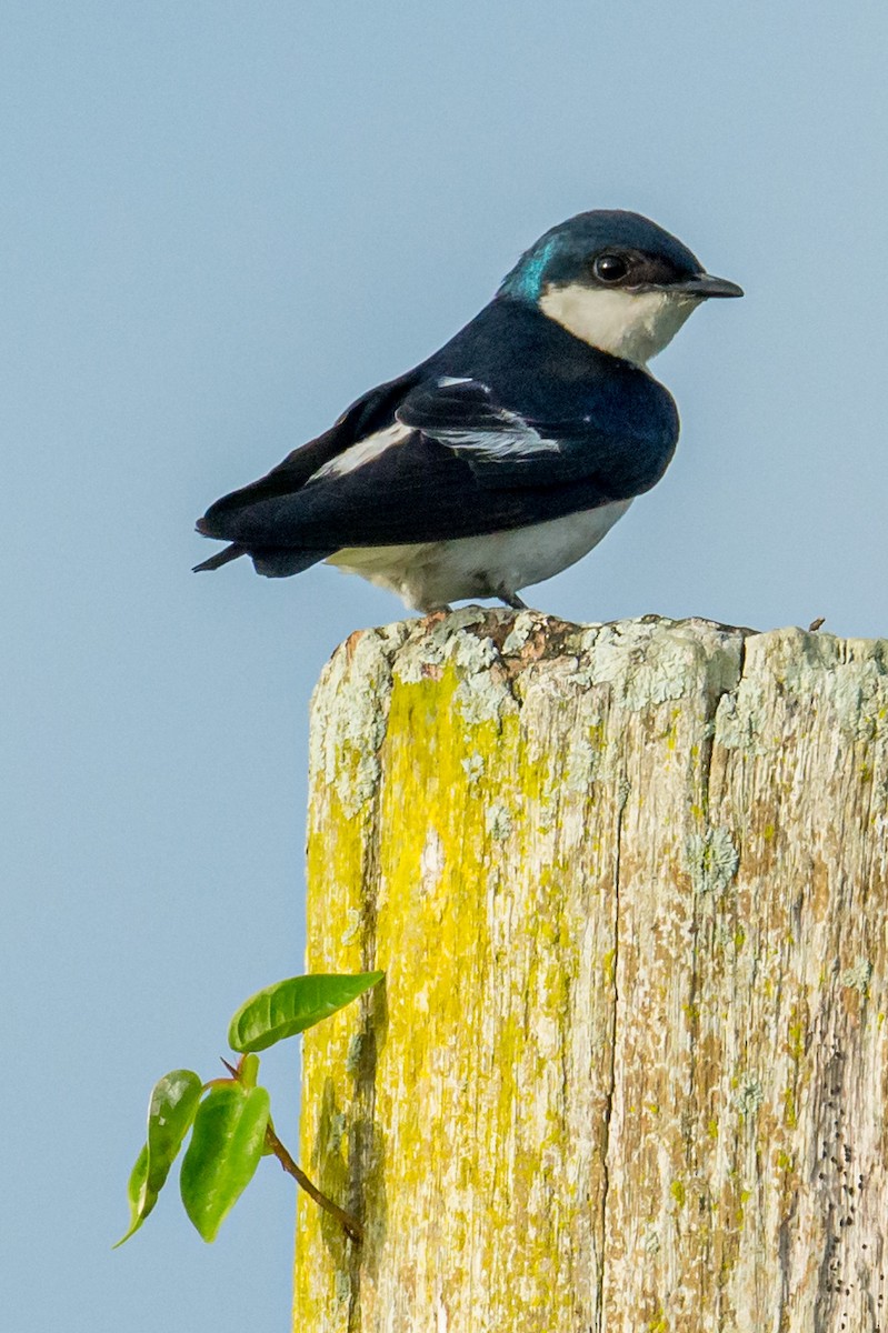 White-winged Swallow - ML162952631