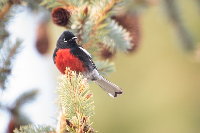 Painted Redstart