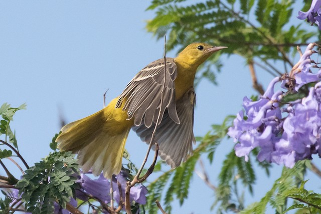 Hooded Oriole