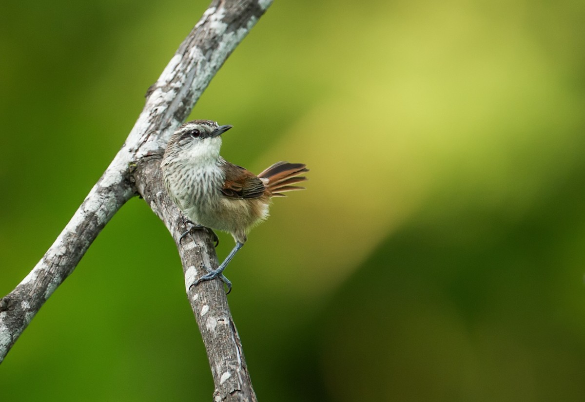 Necklaced Spinetail - Nick Athanas