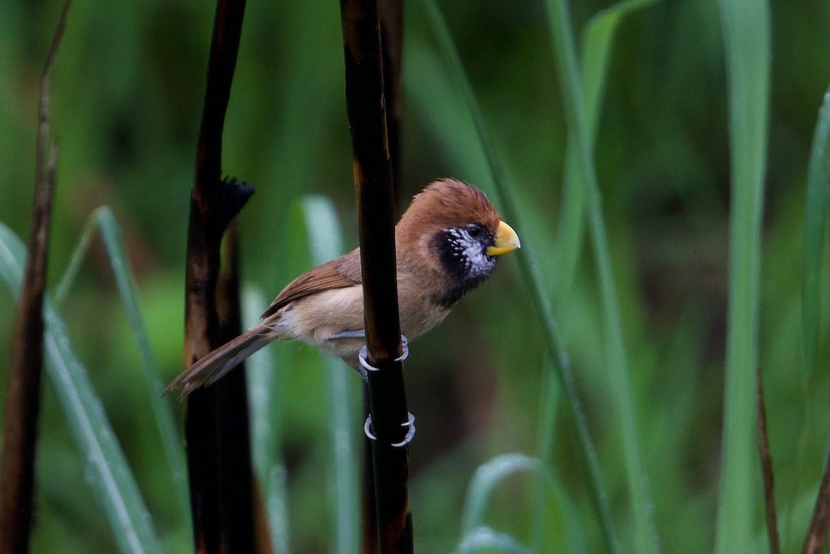 Black-breasted Parrotbill - ML162964011