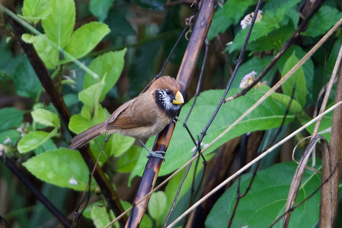 Black-breasted Parrotbill - ML162964031
