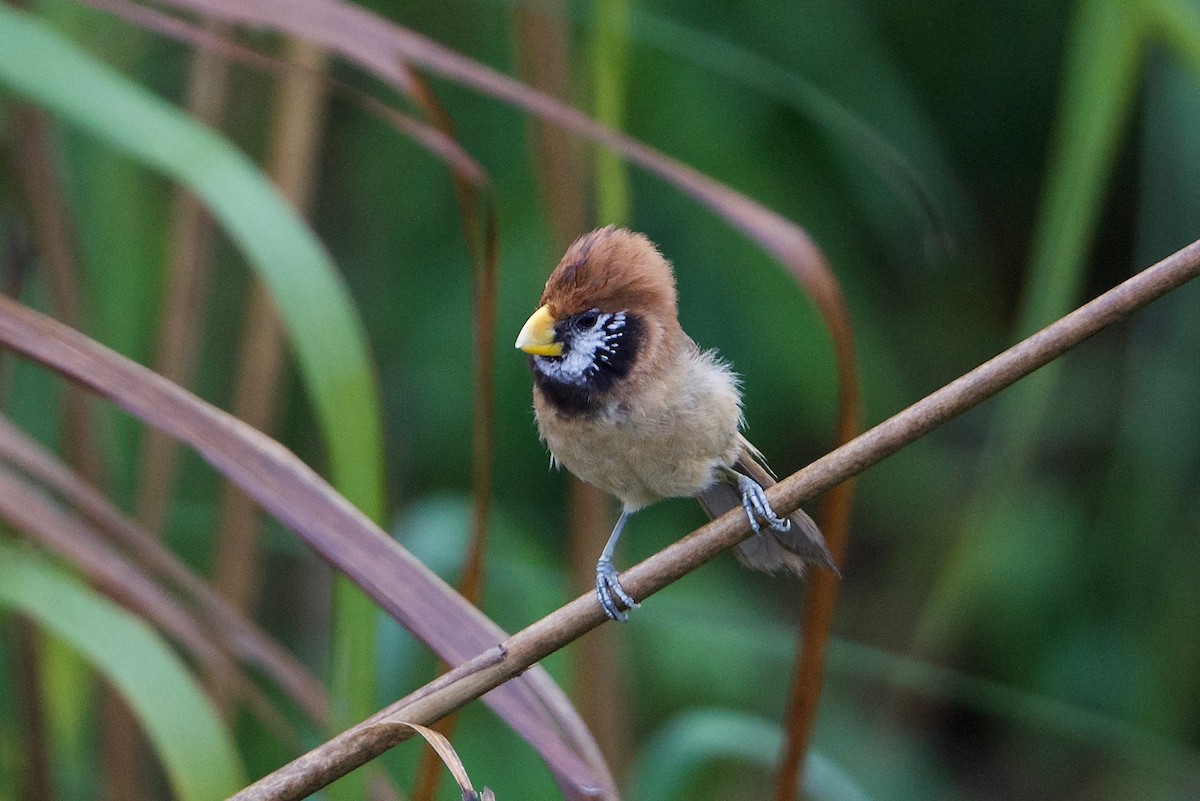 Black-breasted Parrotbill - ML162964051