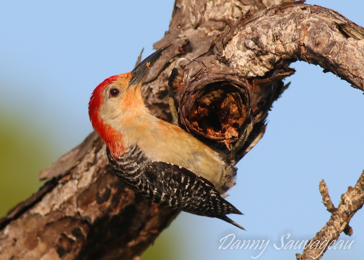 Red-bellied Woodpecker - ML162972901