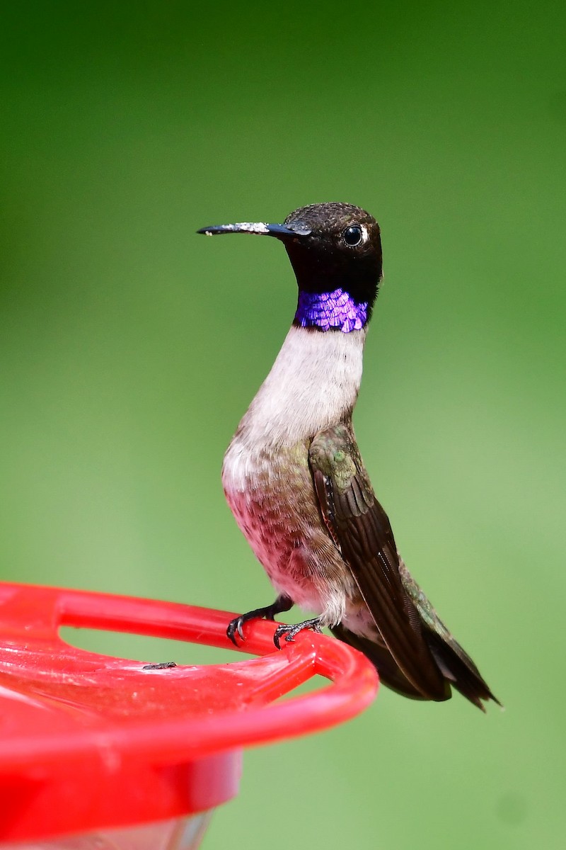 Black-chinned Hummingbird - Sia McGown