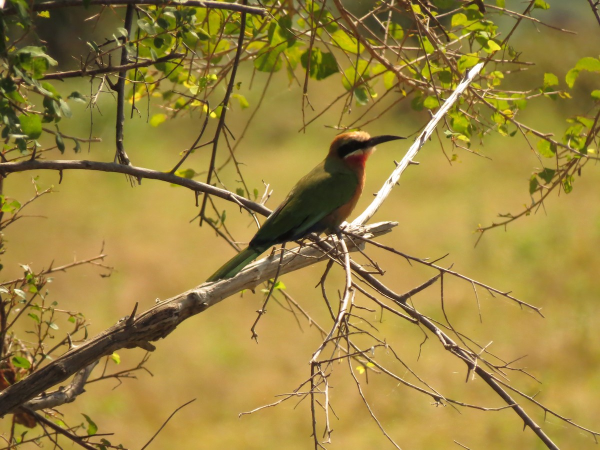 White-fronted Bee-eater - ML162977591