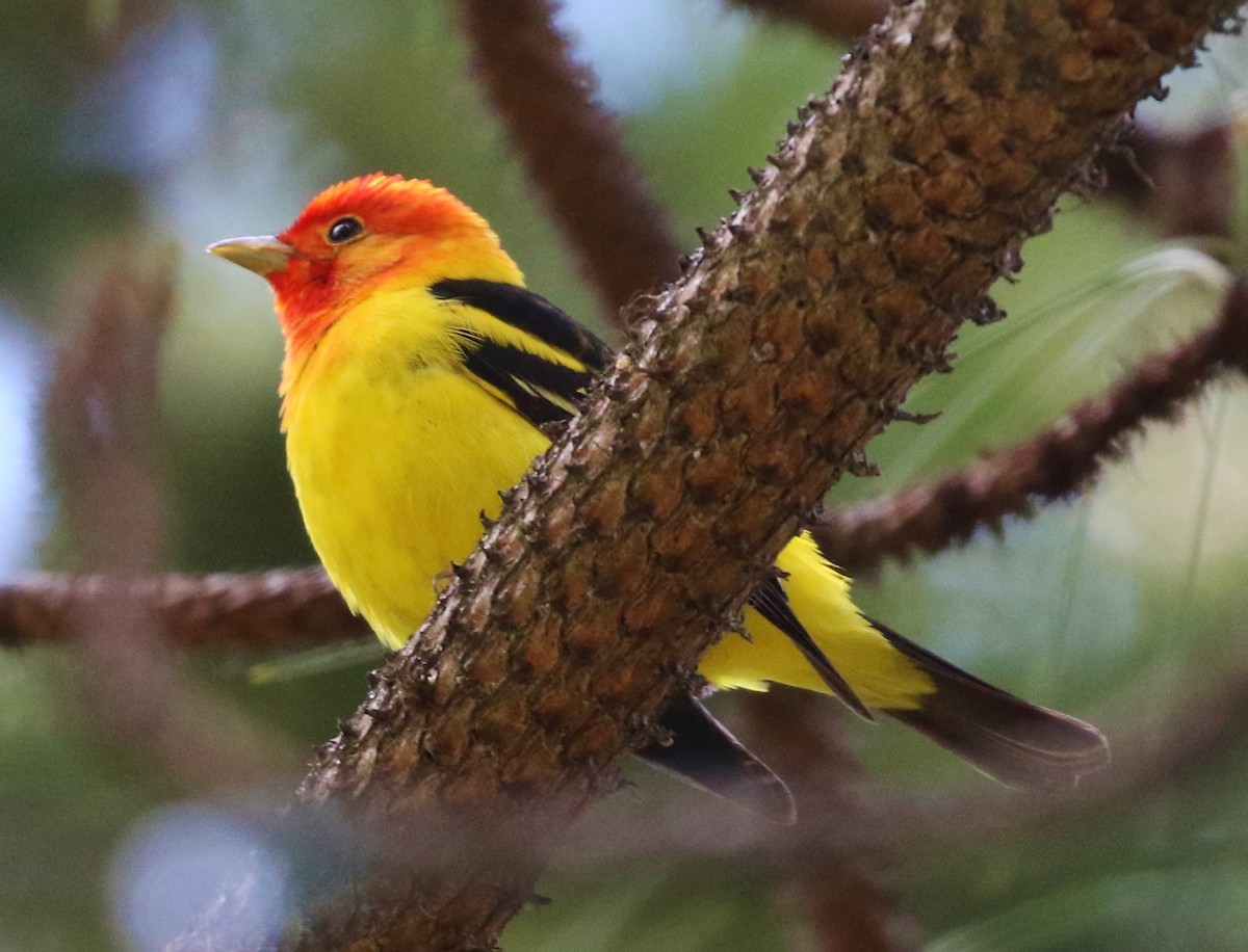 Western Tanager - ML162980321
