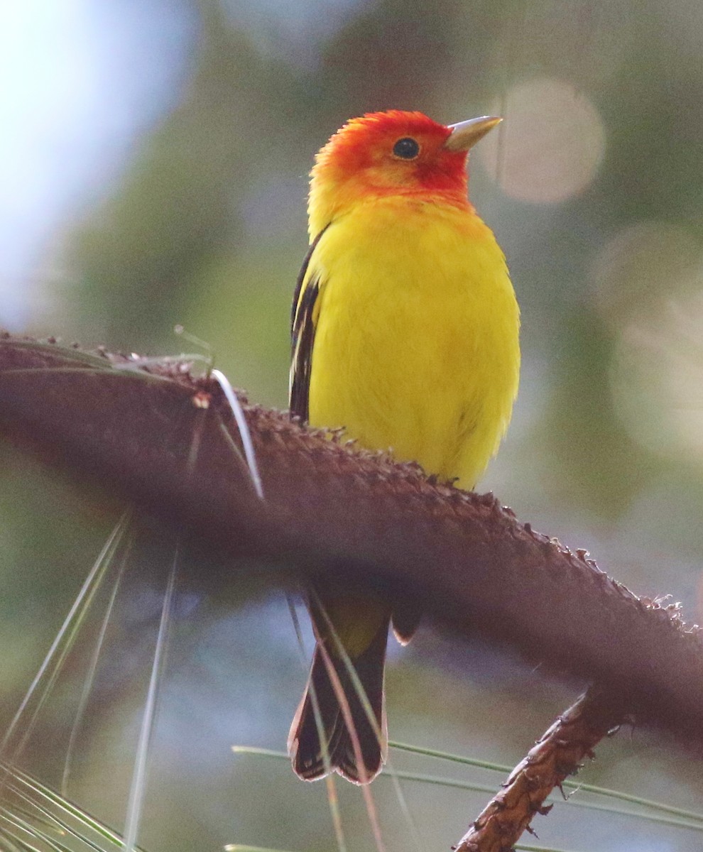Western Tanager - ML162980331