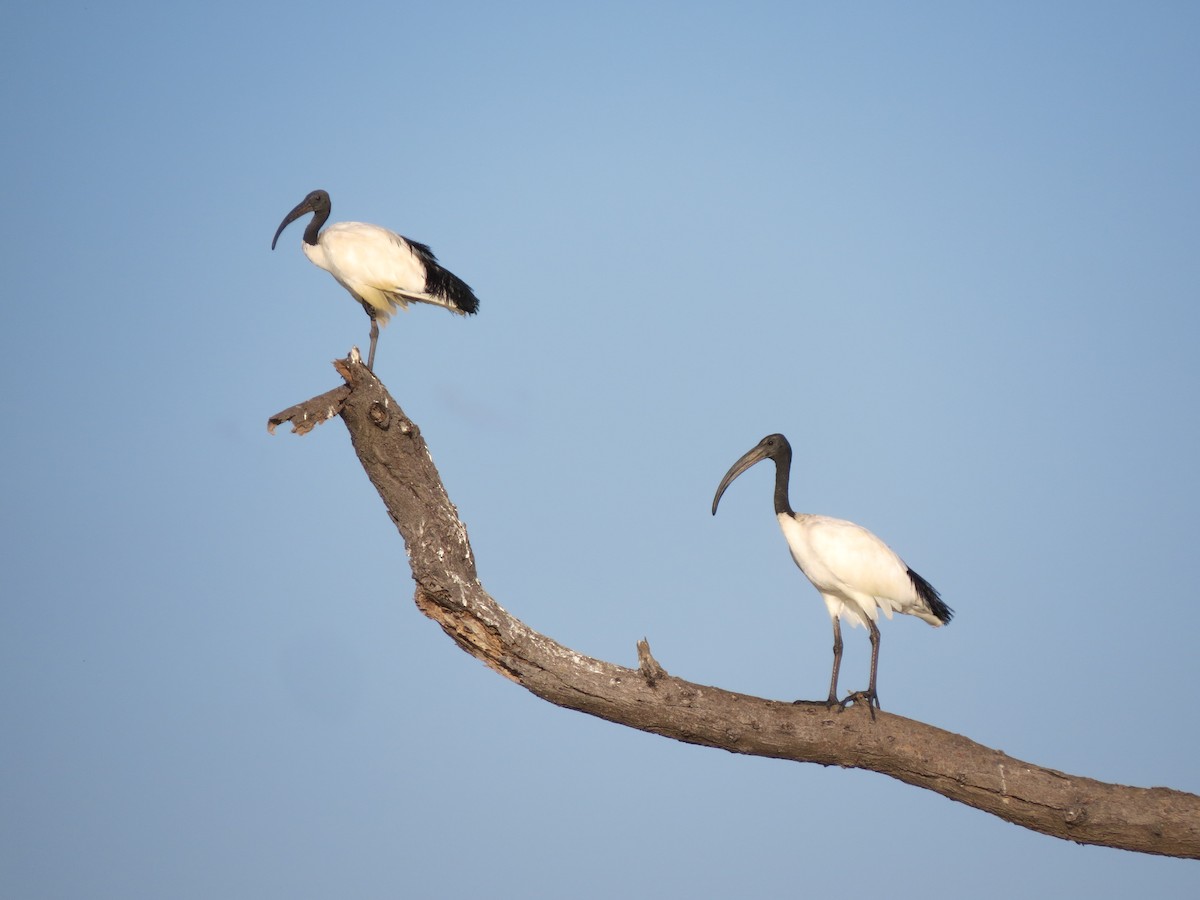 African Sacred Ibis - Christian Cholette