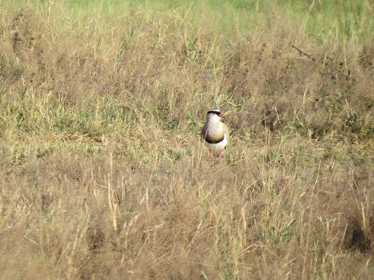 Crowned Lapwing - ML162984521