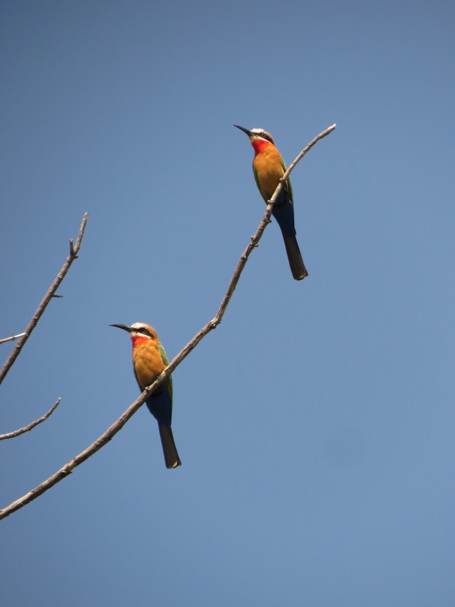 White-fronted Bee-eater - ML162984931