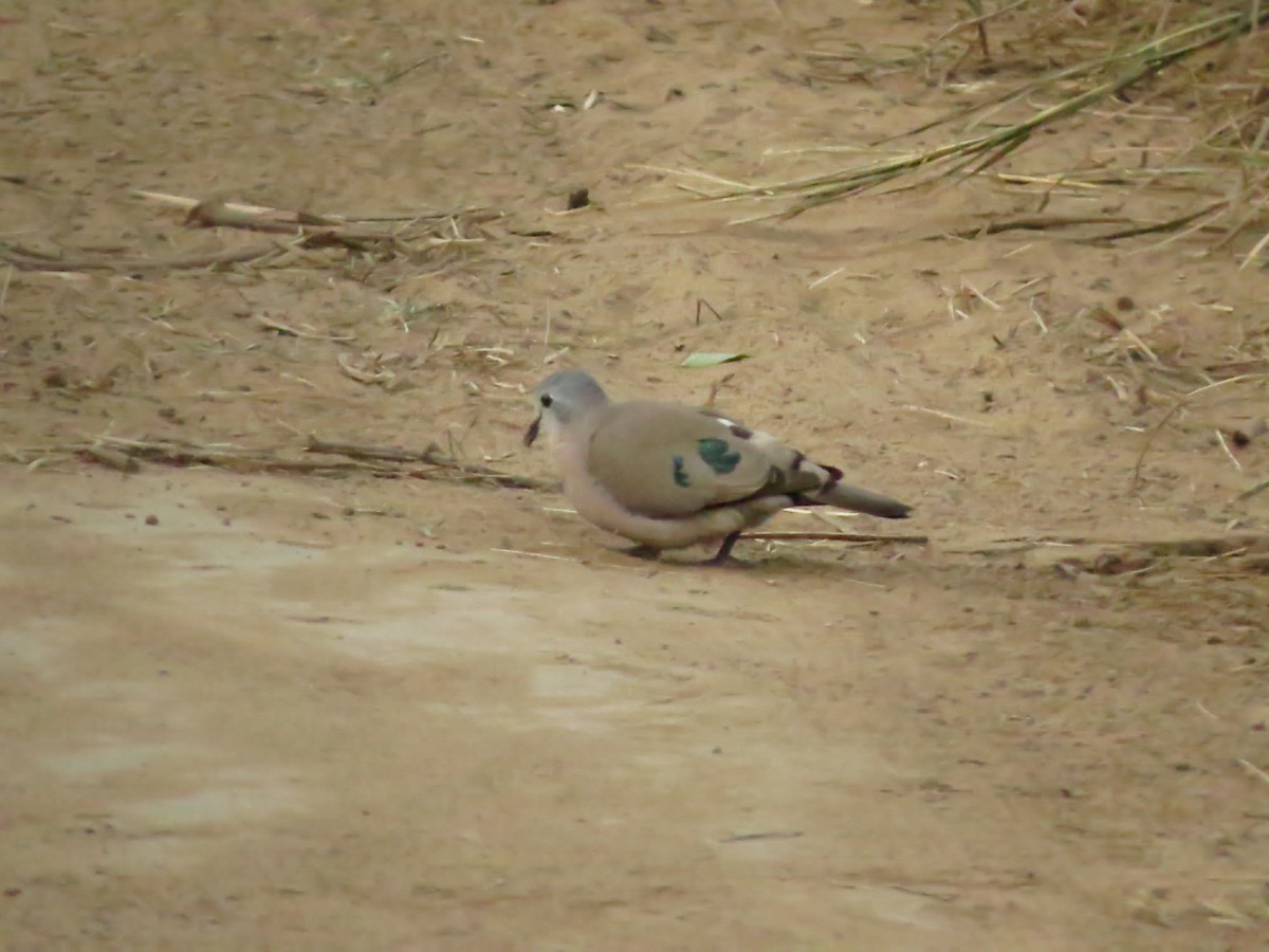 Emerald-spotted Wood-Dove - ML162985531