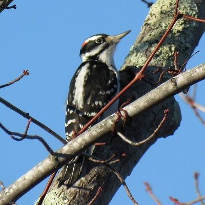 Hairy Woodpecker - ML162999861