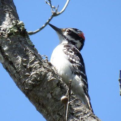 Hairy Woodpecker - ML163001281