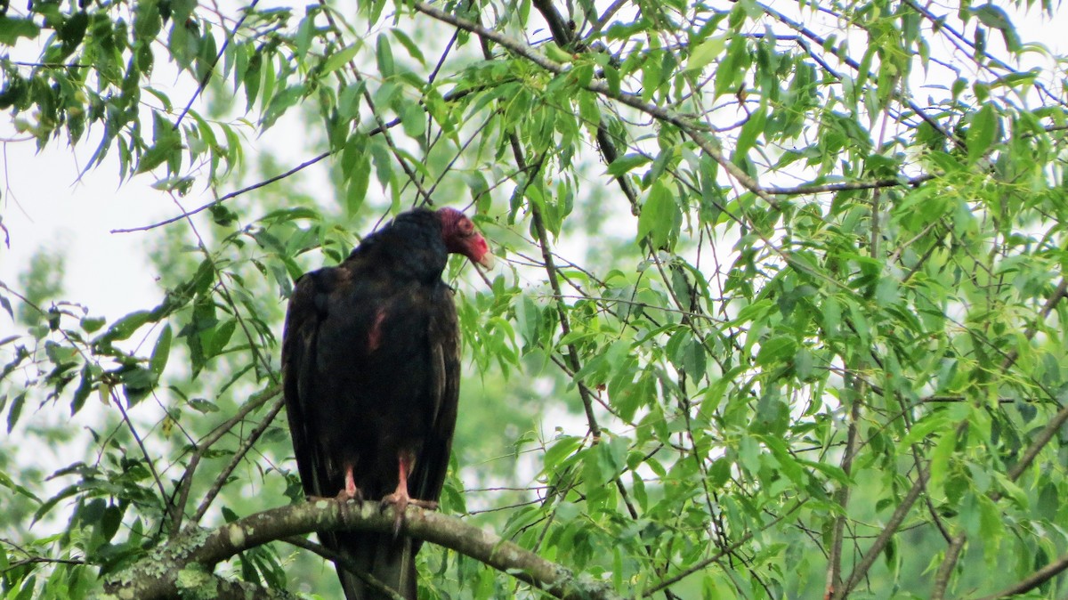 Turkey Vulture - Marjorie Van Tassel