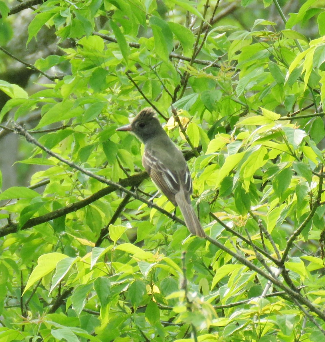 Great Crested Flycatcher - ML163004971