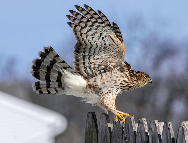 Appearance Cooper S Hawk Accipiter Cooperii Birds Of The World