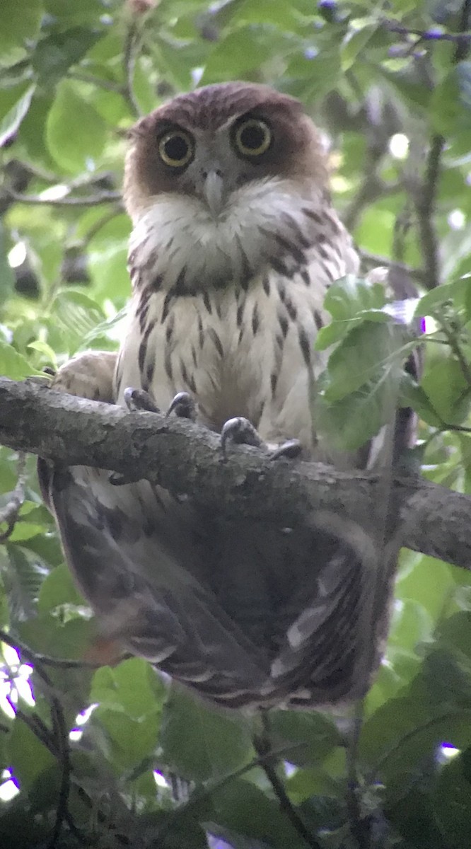 Philippine Eagle-Owl - William Cook