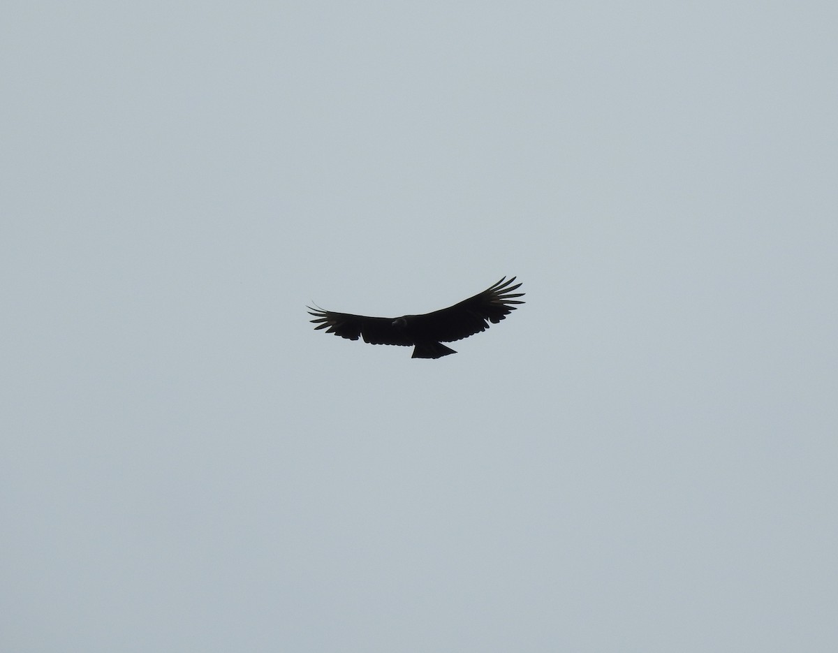 Black Vulture - ML163006091
