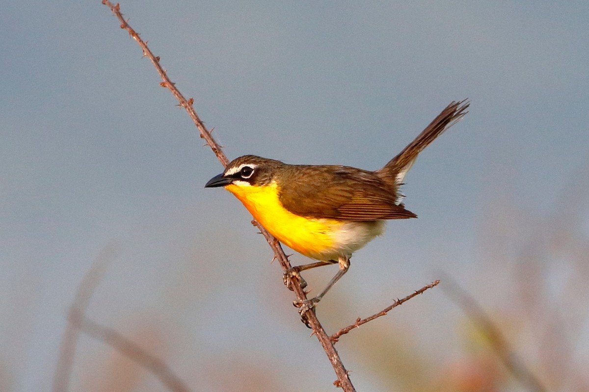 Yellow-breasted Chat - ML163011361