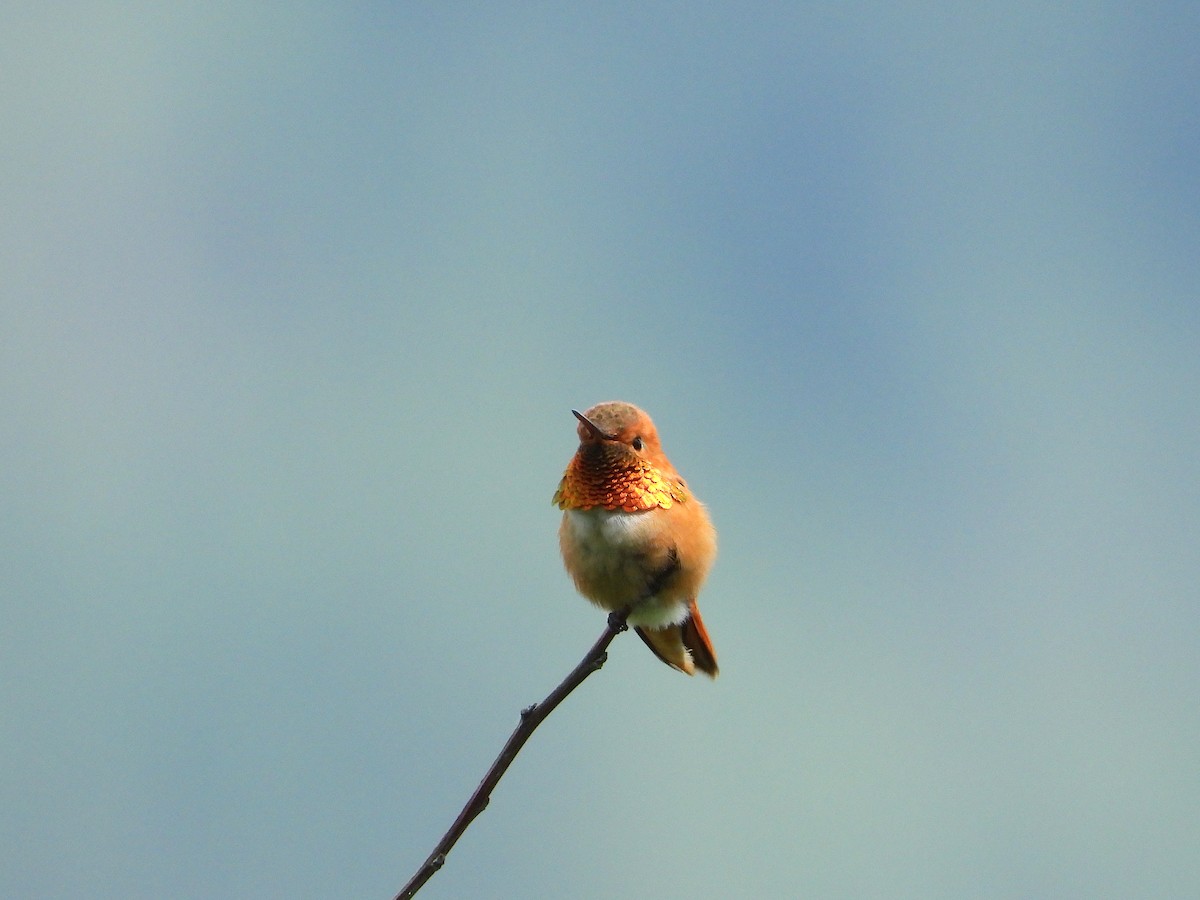 Rufous Hummingbird - Farshad Pourmalek