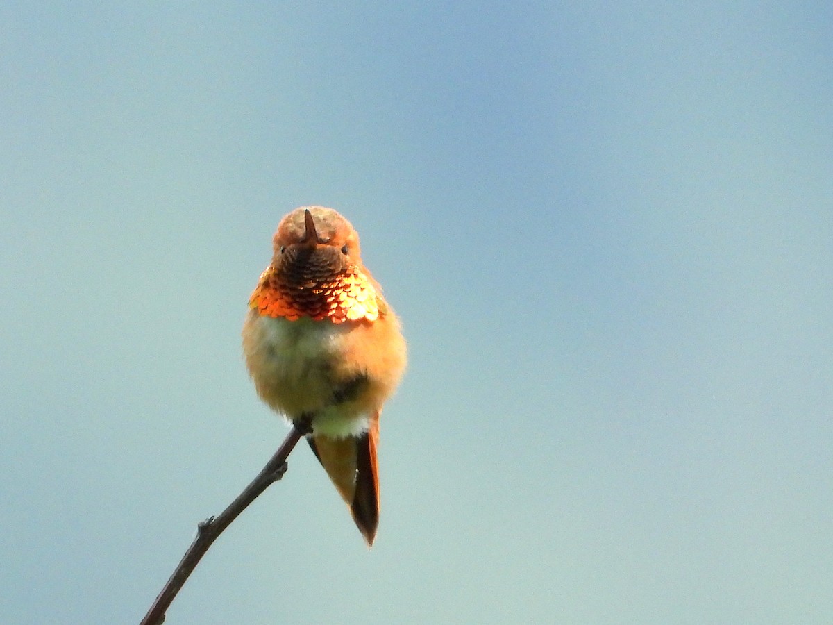 Rufous Hummingbird - Farshad Pourmalek