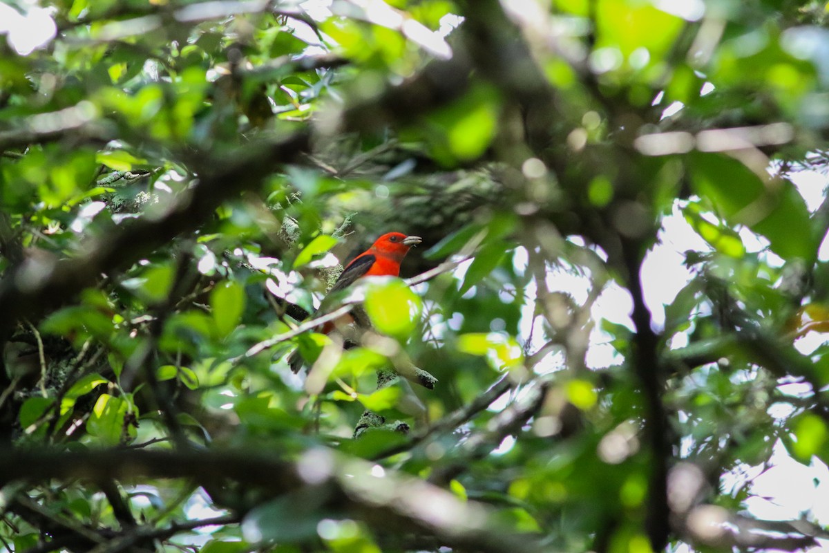 Scarlet Tanager - ML163011781