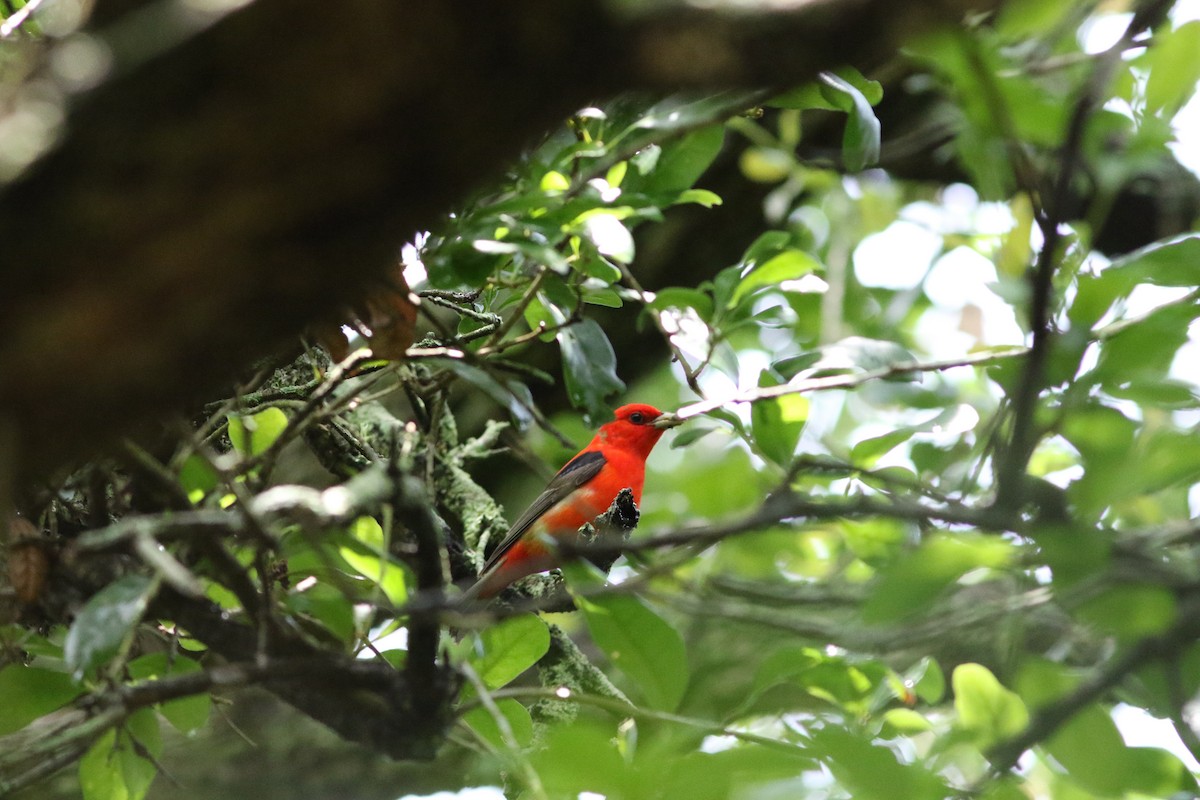 Scarlet Tanager - ML163011791