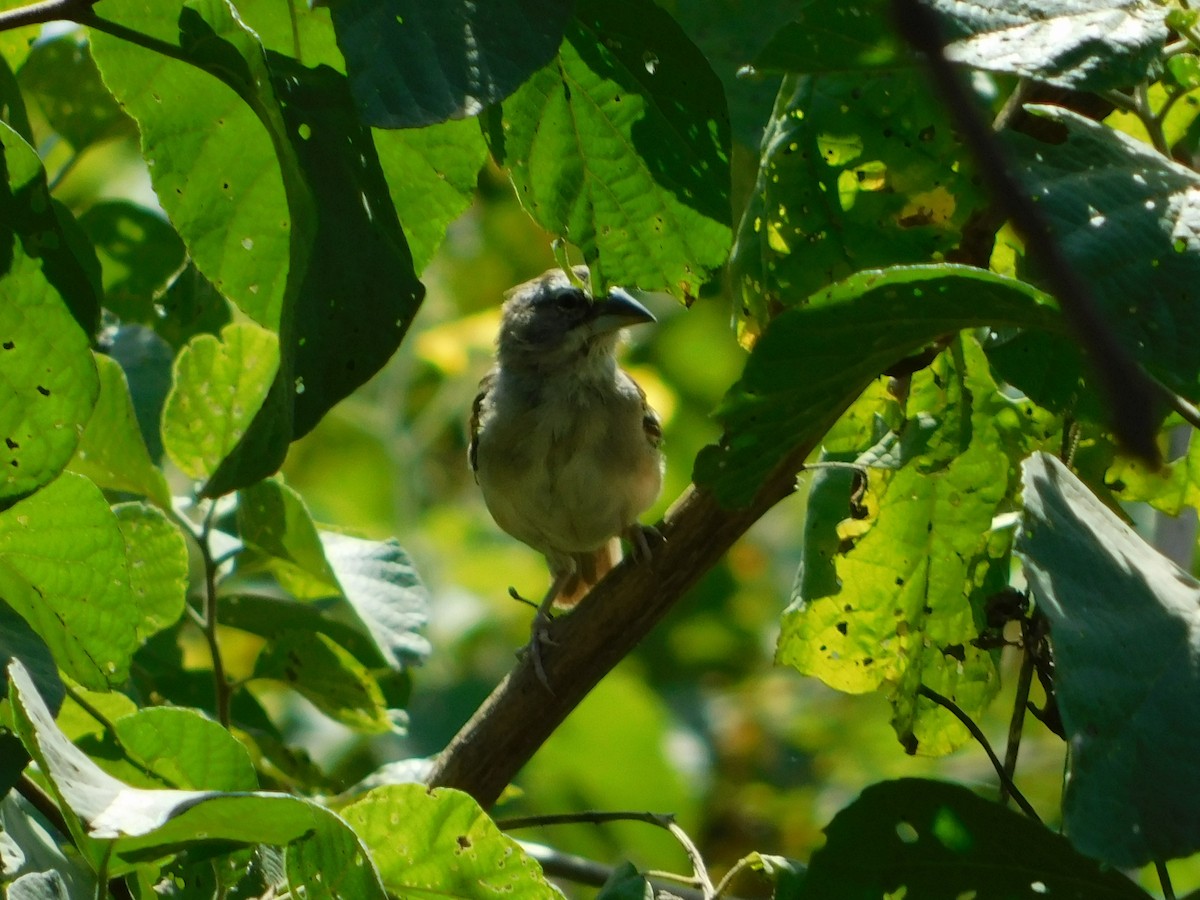 Tumbes Sparrow - Nicolás Bejarano