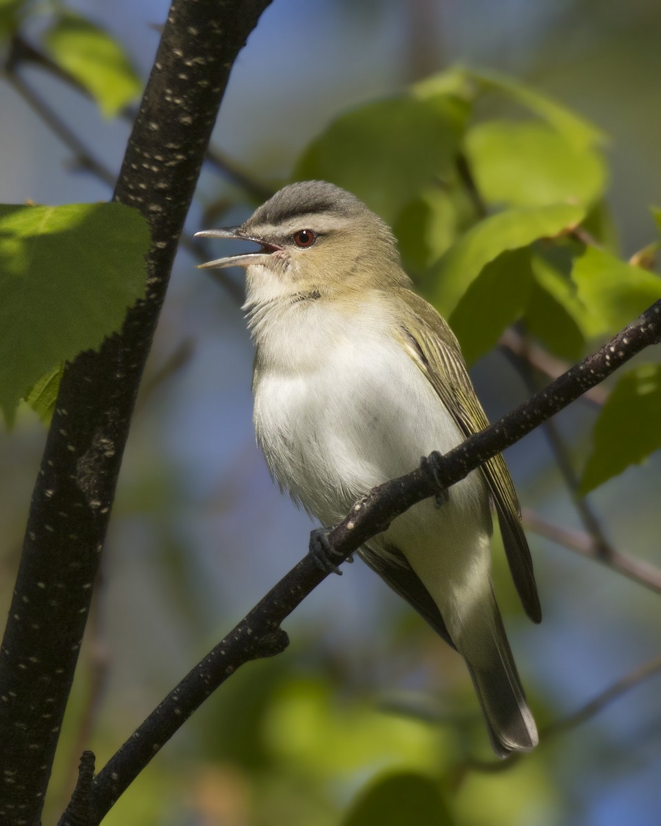 Red-eyed Vireo - pierre martin