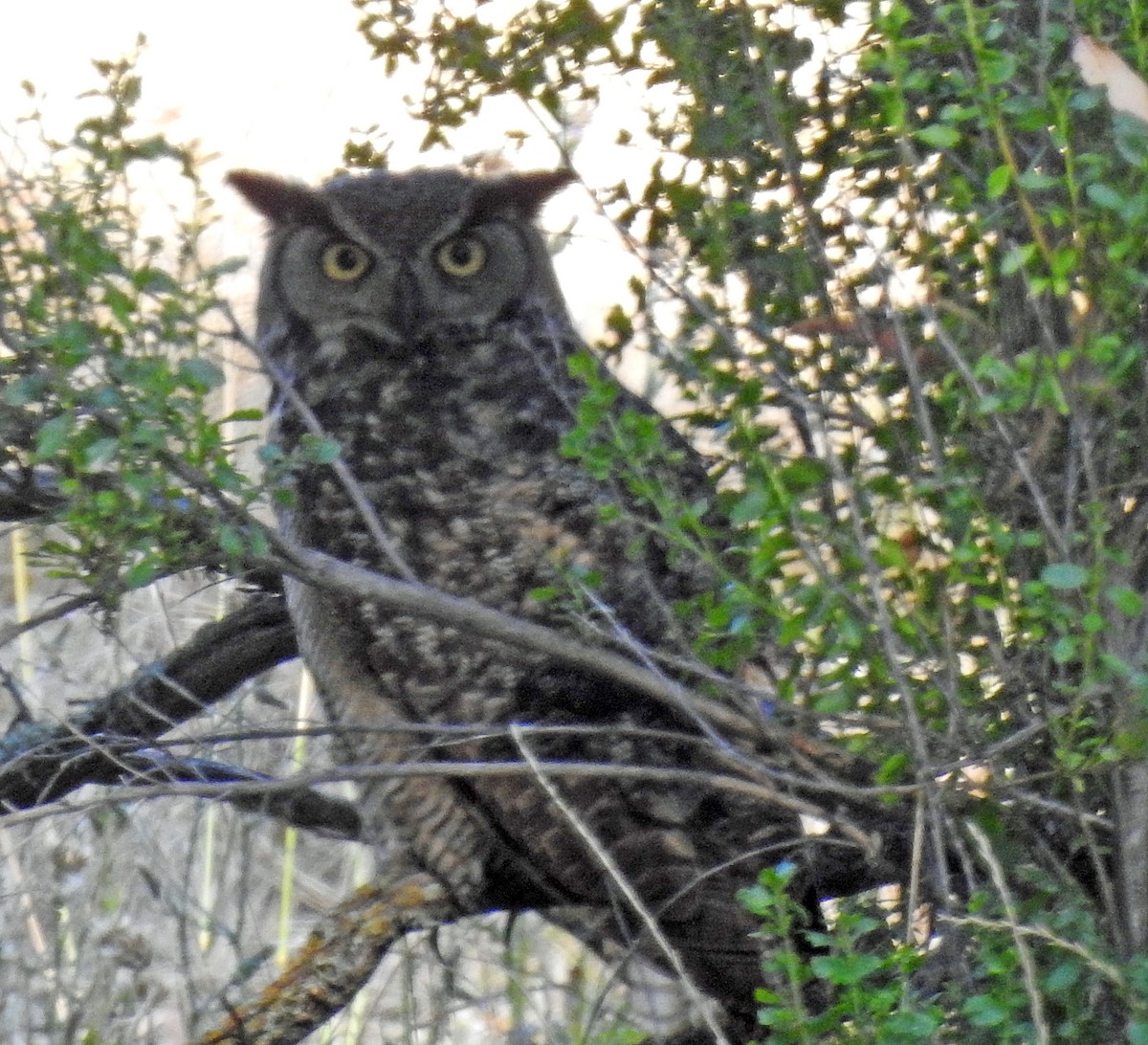 Great Horned Owl - ML163016151