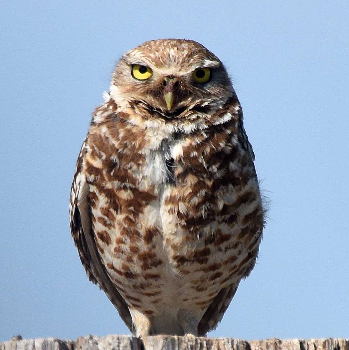 Burrowing Owl - ML163018041