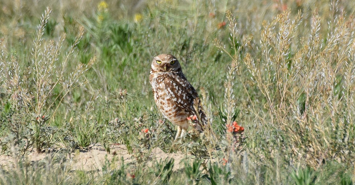 Burrowing Owl - ML163018051
