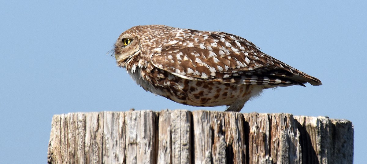 Burrowing Owl - ML163018061