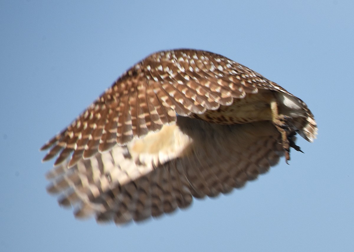 Burrowing Owl - ML163018081