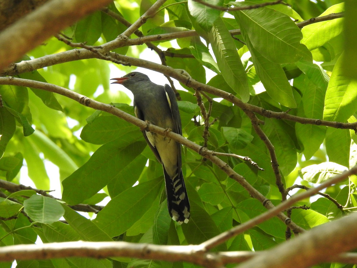 Gray-bellied Cuckoo - ML163018491
