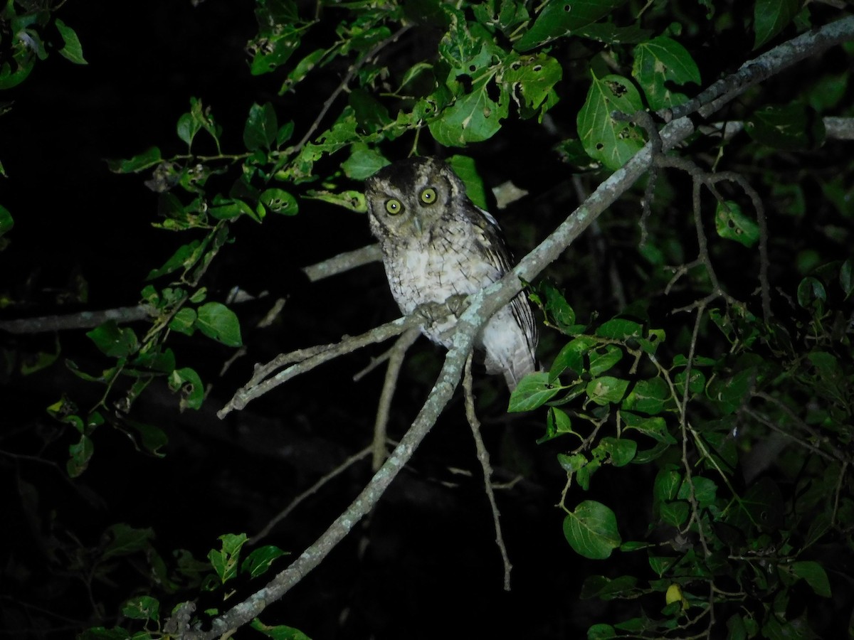 Peruvian Screech-Owl - Nicolás Bejarano