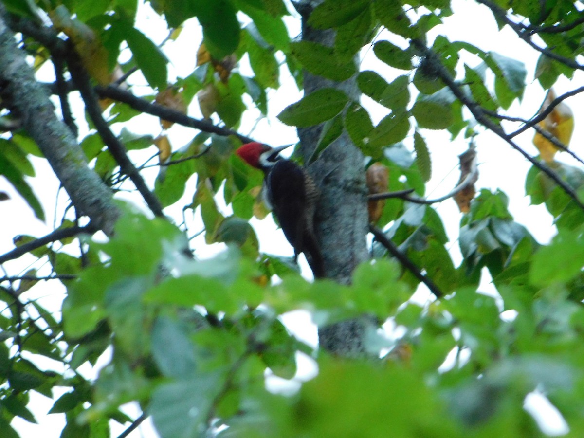 Guayaquil Woodpecker - Nicolás Bejarano