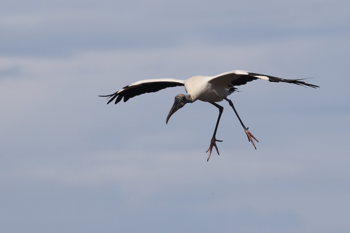 Wood Stork - Anonymous