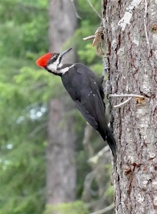 Pileated Woodpecker - Dave Trochlell