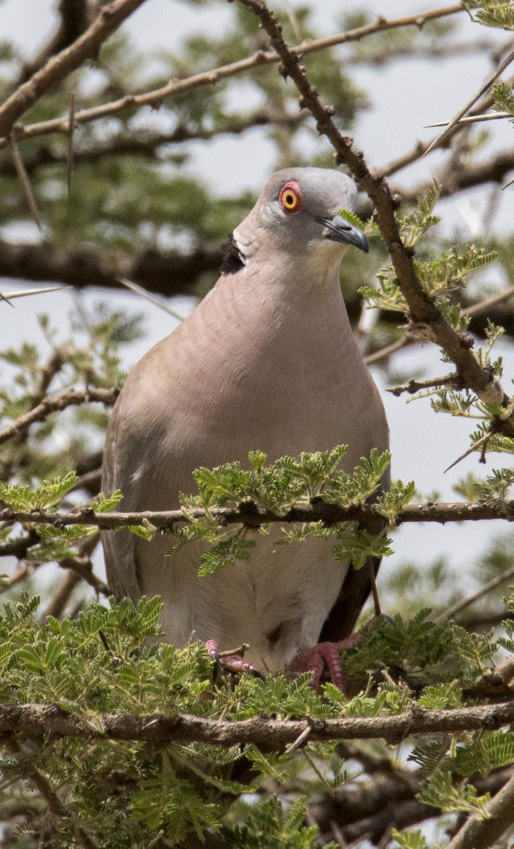 Mourning Collared-Dove - ML163022211
