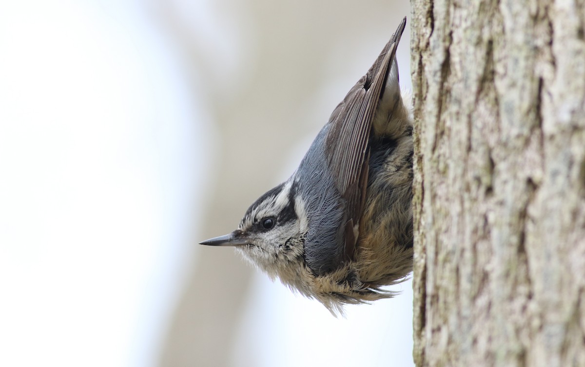 Red-breasted Nuthatch - ML163026071