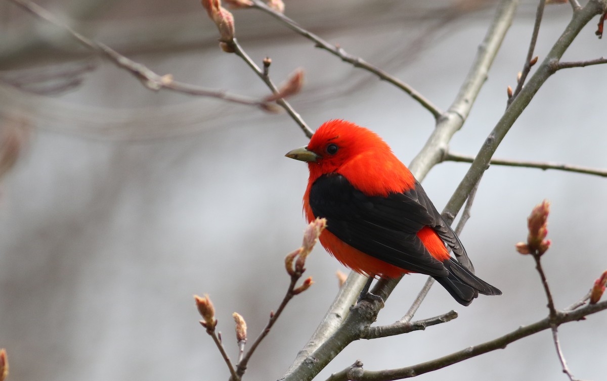 Scarlet Tanager - ML163026081