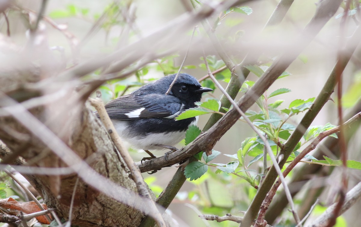 Black-throated Blue Warbler - ML163026121