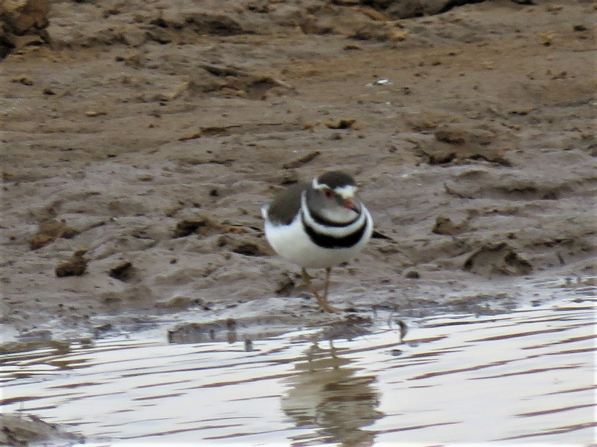 Three-banded Plover - ML163028601