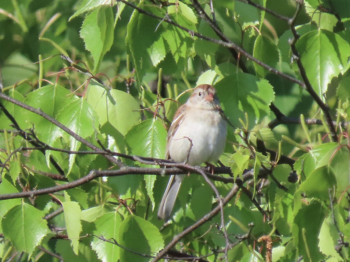 Field Sparrow - Diane Roberts