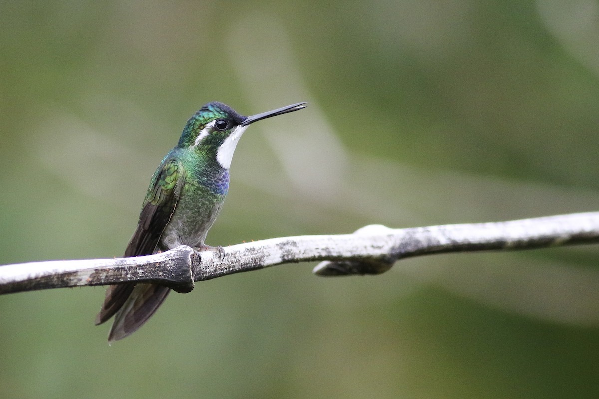 White-throated Mountain-gem - Anonymous