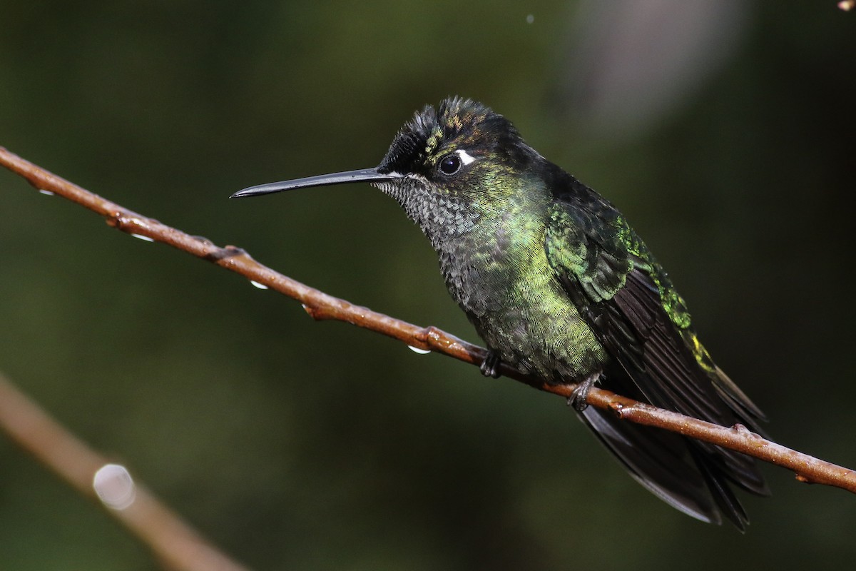 Talamanca Hummingbird - Anonymous