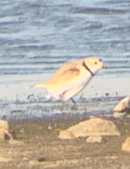 Piping Plover - ML163035241