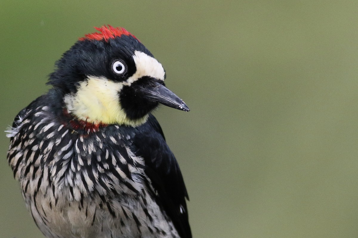 Acorn Woodpecker - Anonymous
